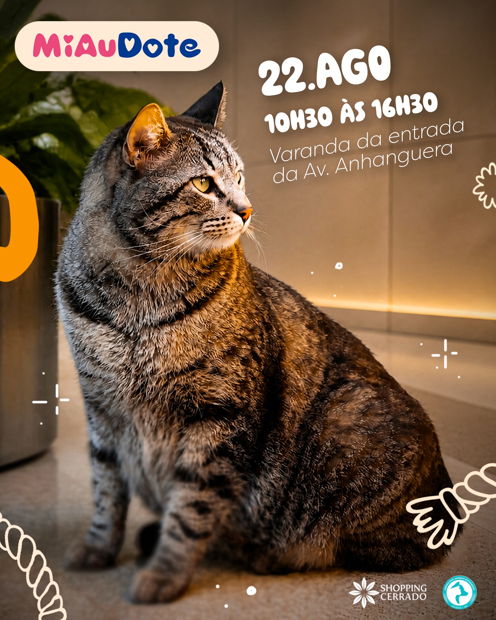 MiauDote reúne mais de 20 pets para adoção neste sábado (22) no Shopping Cerrado